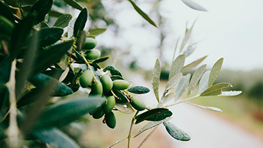 NCC-nazar-hrabovyi-lIuxlN0zSjs-unsplash_Olive-Tree_383x215px image NCC-nazar-hrabovyi-lIuxlN0zSjs-unsplash_Olive-Tree_383x215px Artikel von Joseph Prince | New Creation TV